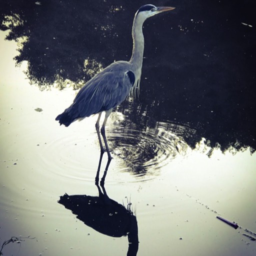 Vondelpark (shot on iPhone), Amsterdam, NL 2017 © andreas rieger