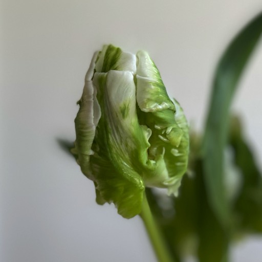 Tulip (shot on iPhone) 2020 © andreas rieger