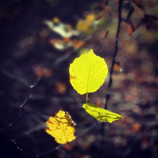 Autumn Leafes (shot on iPhone), Augsburg, Germany 2020 © andreas rieger