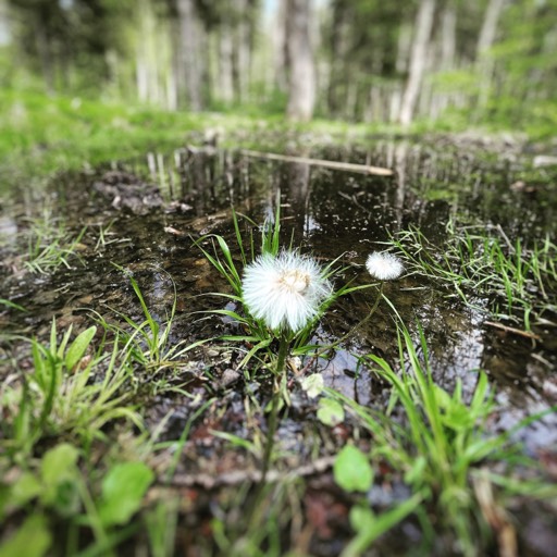 Dandelion (shot on iPhone), Augsburg, Germany 2021 © andreas rieger