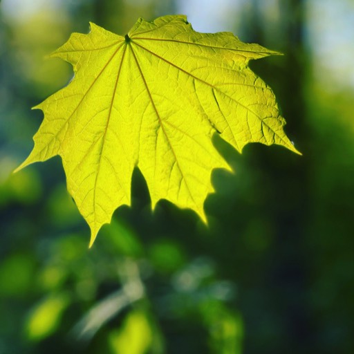 Leaf (shot on iPhone), Augsburg, Germany 2021 © andreas rieger