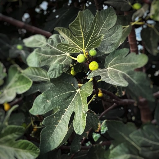 Figs (shot on iPhone), Paphos, Cyprus 2023 © andreas rieger