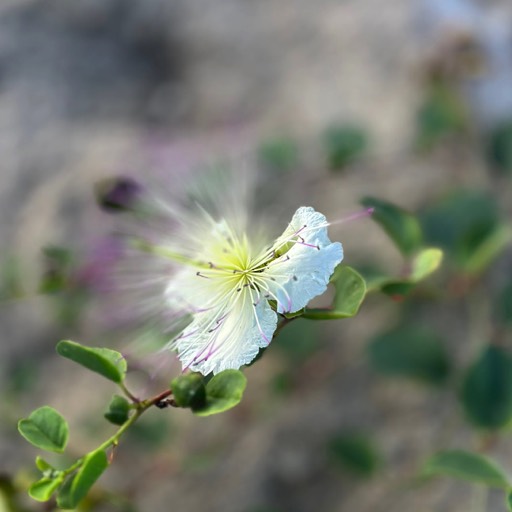 Flowers (shot on iPhone), Paphos, Cyprus 2023 © andreas rieger